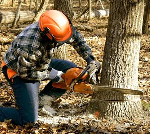 Tree Removal in Hye, TX